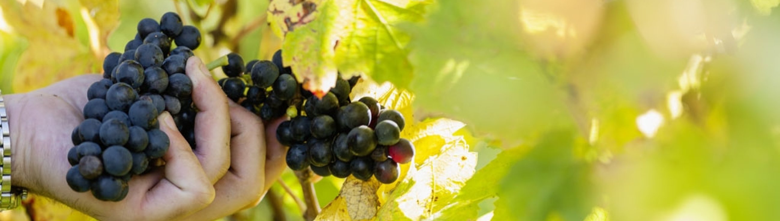 0508_Viticulture